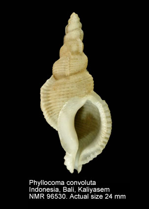 Phyllocoma convoluta.jpg - Phyllocoma convoluta (Broderip,1833) 